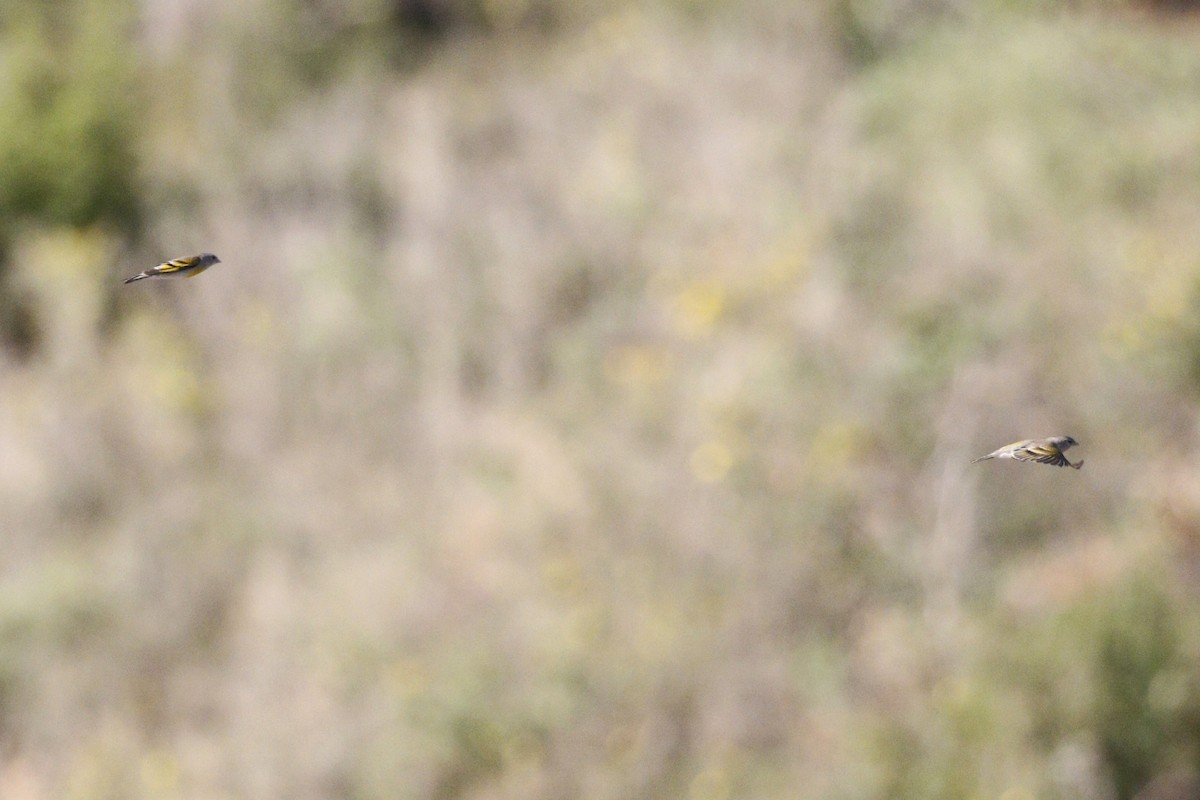 Lawrence's Goldfinch - ML428647571
