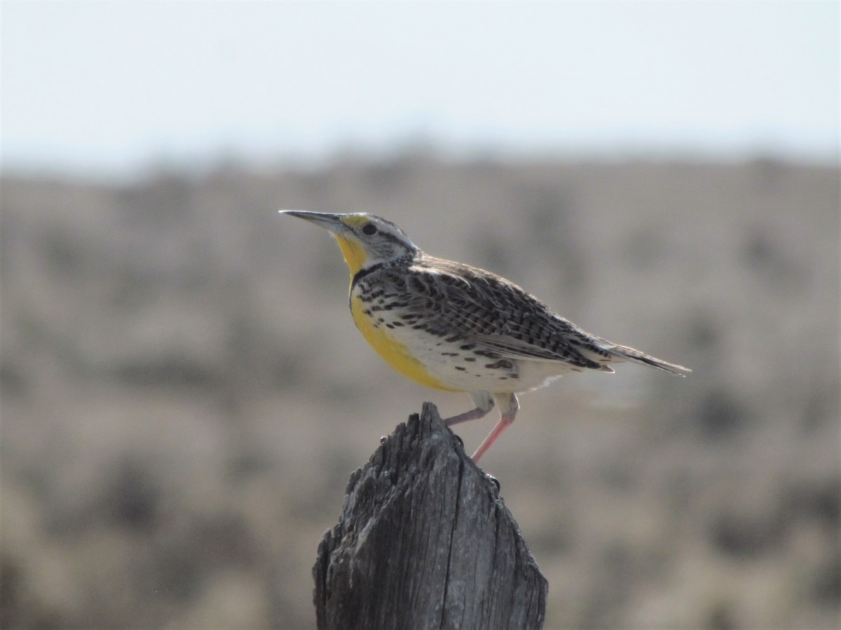 Western Meadowlark - ML428650221