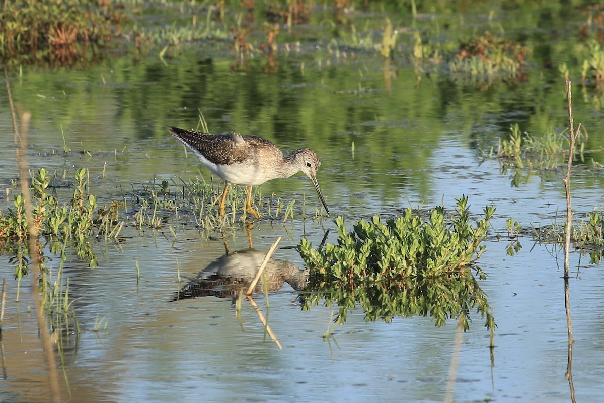 Kuliska hankahori handia - ML428651381