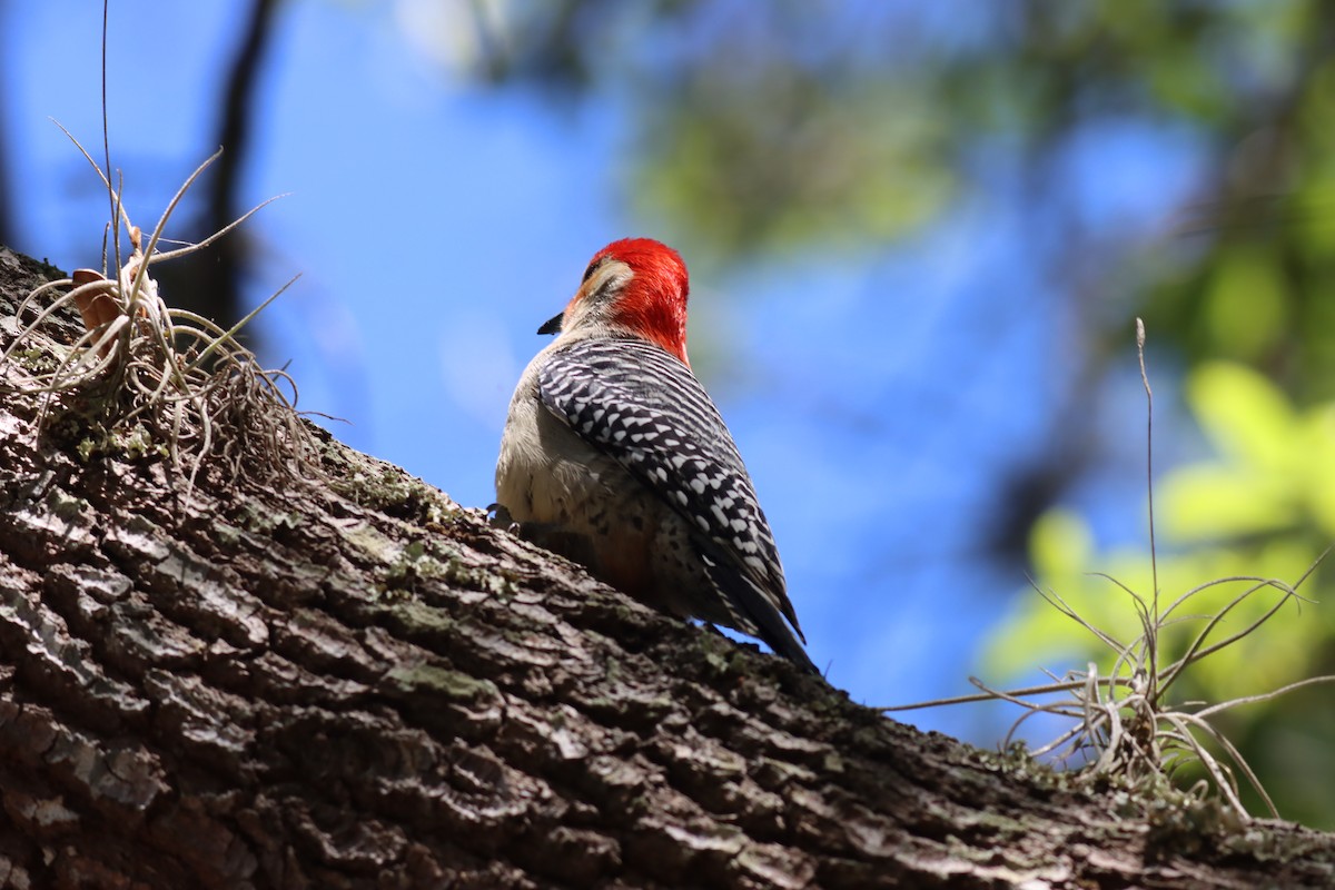 Red-bellied Woodpecker - Margaret Viens
