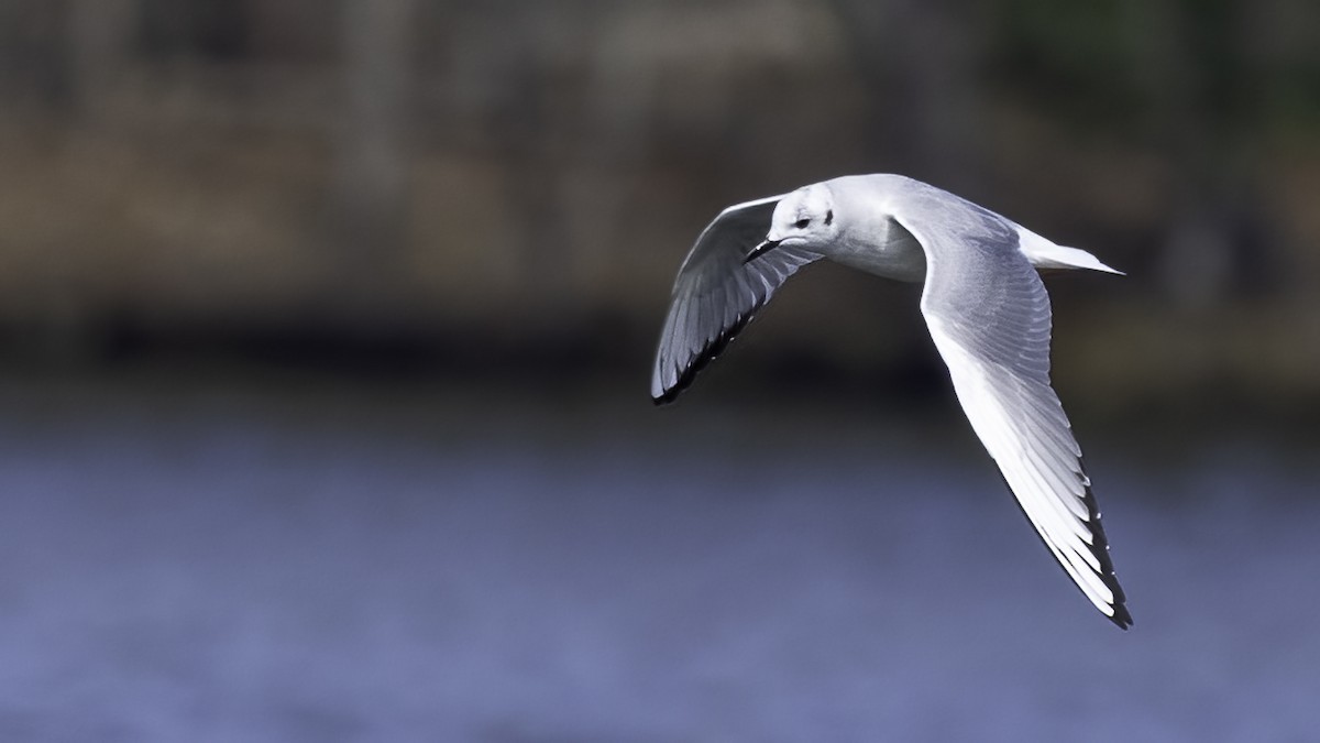 Mouette de Bonaparte - ML428652751