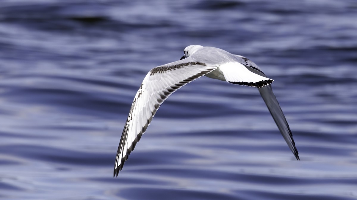 Bonaparte's Gull - ML428652821