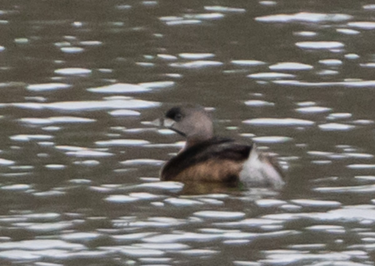 Pied-billed Grebe - ML428654471