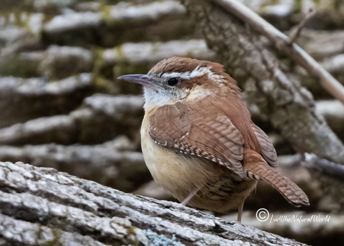 Carolina Wren - ML428654551