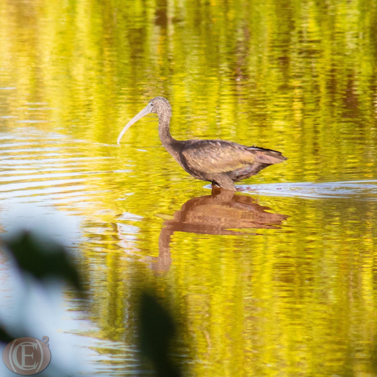 Glossy Ibis - ML428654731