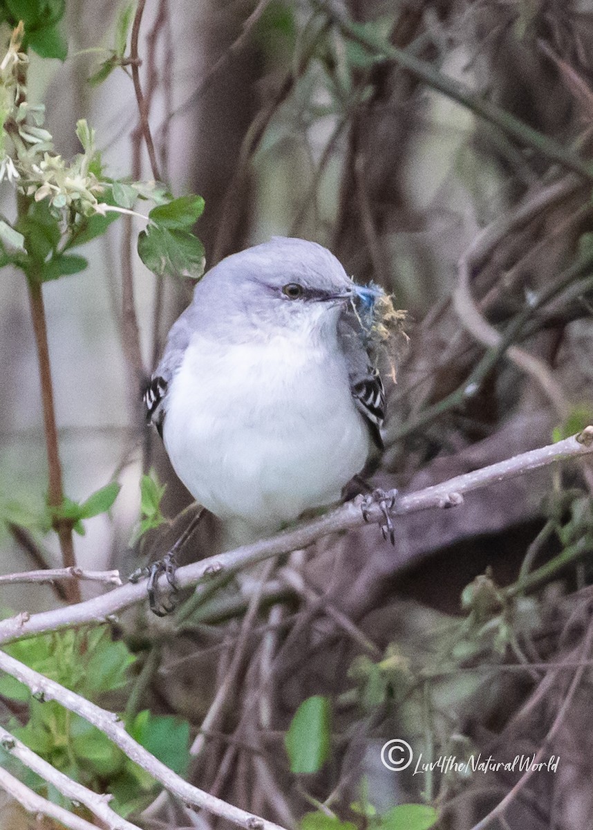 Northern Mockingbird - ML428654751