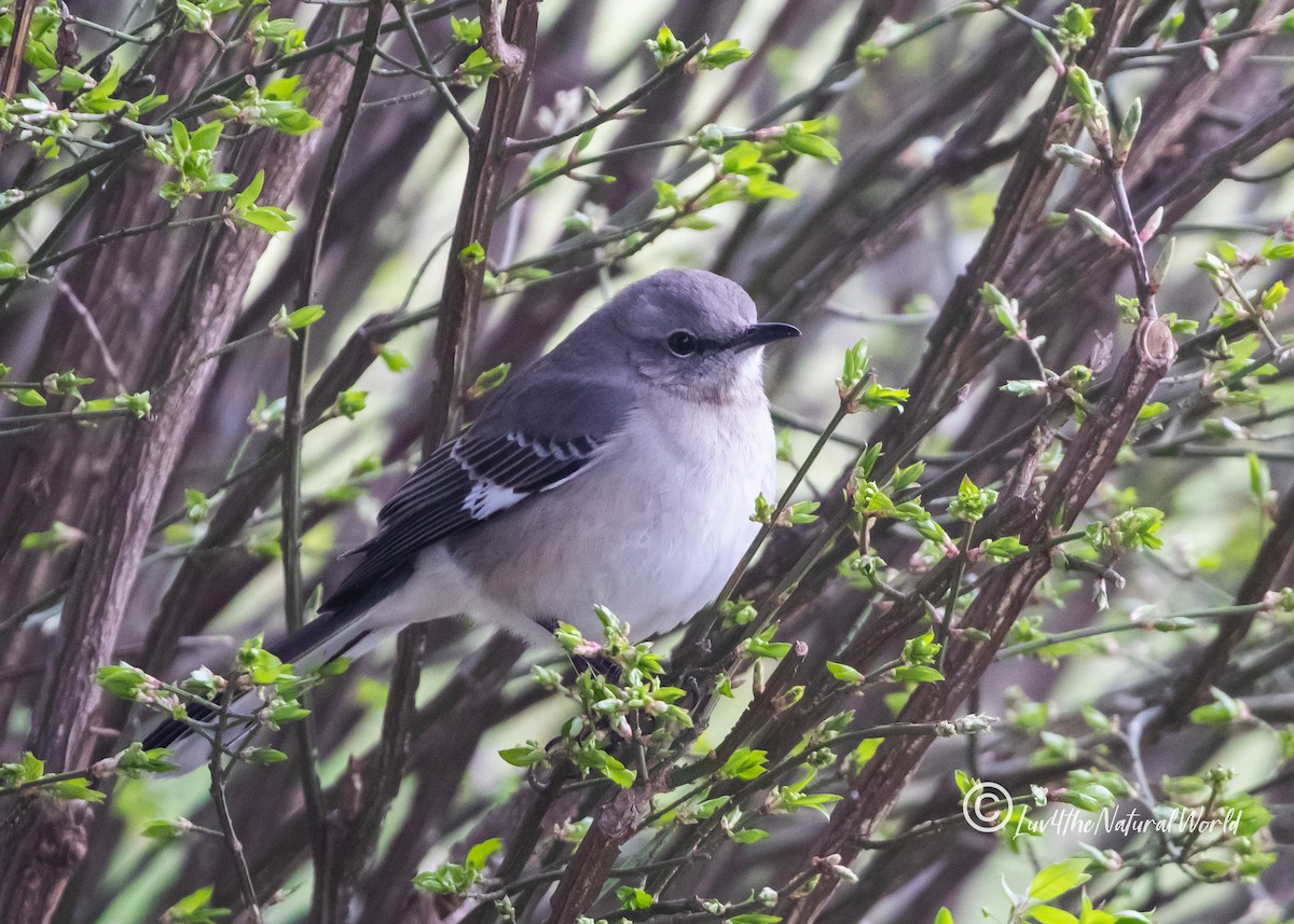 Northern Mockingbird - ML428654801