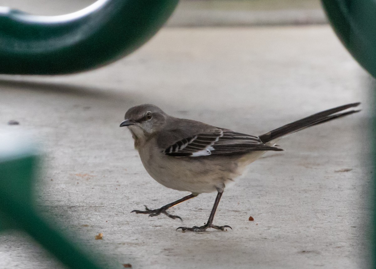 Northern Mockingbird - ML428654871