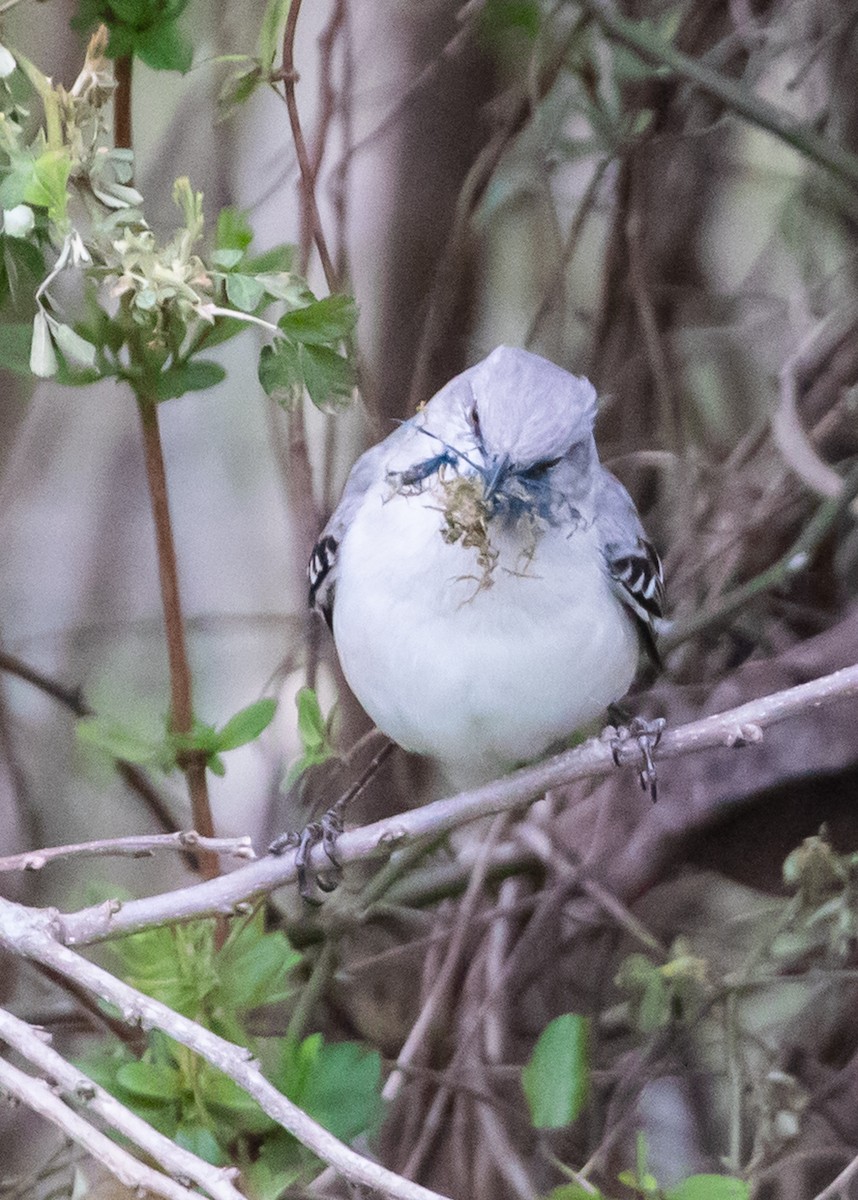 Northern Mockingbird - ML428654891