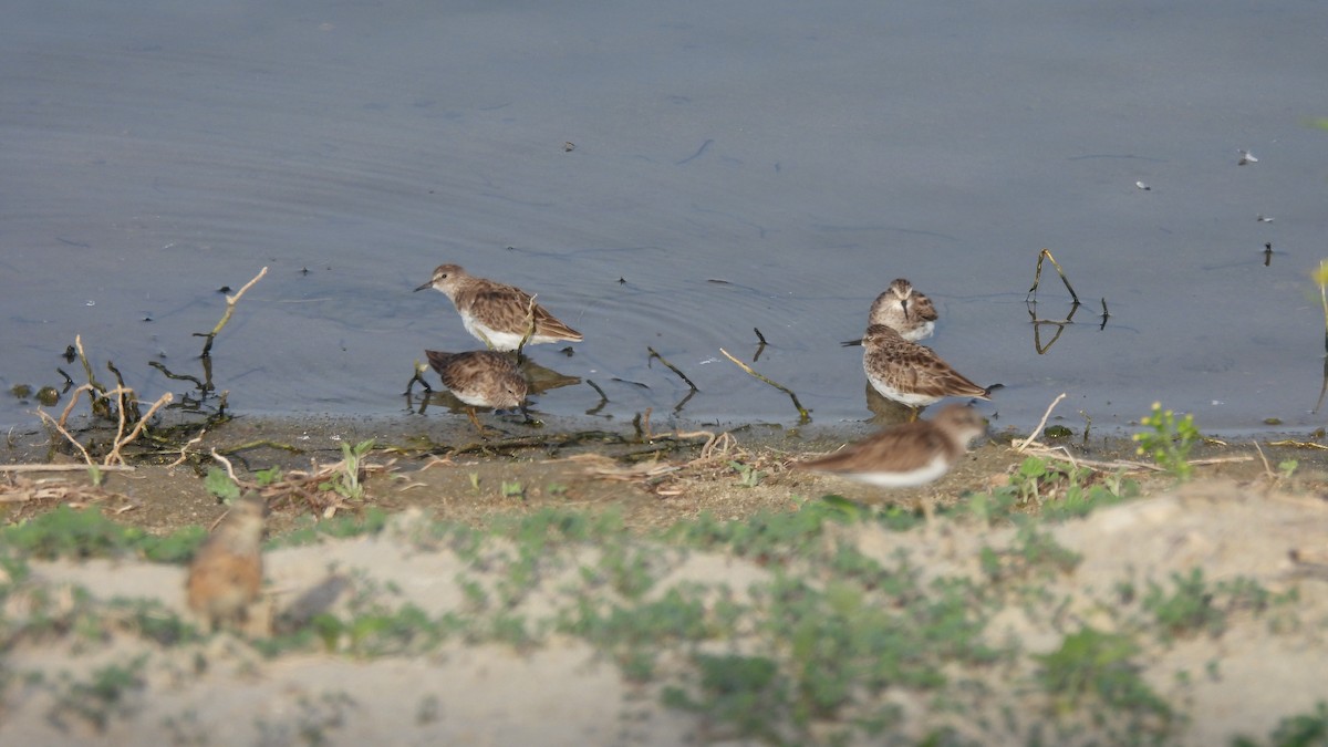 Least Sandpiper - Karen Evans