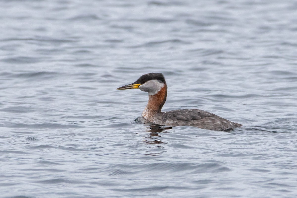 Red-necked Grebe - Ken Pride