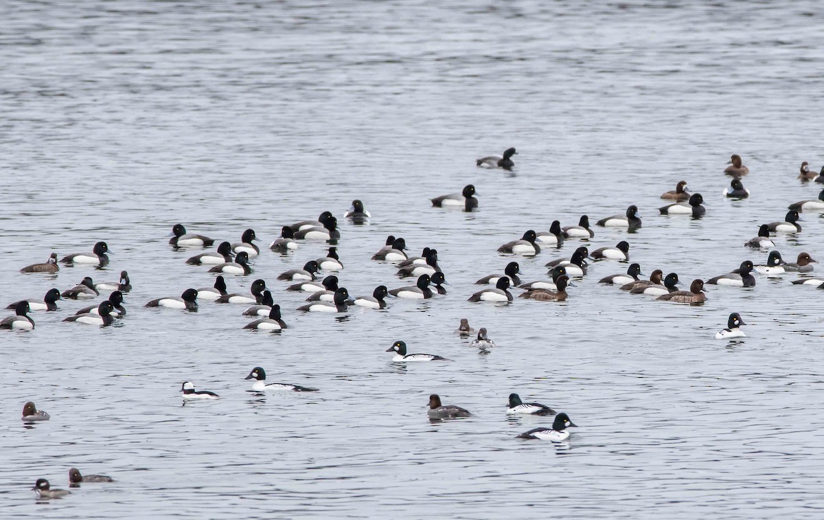 Greater Scaup - Ken Pride