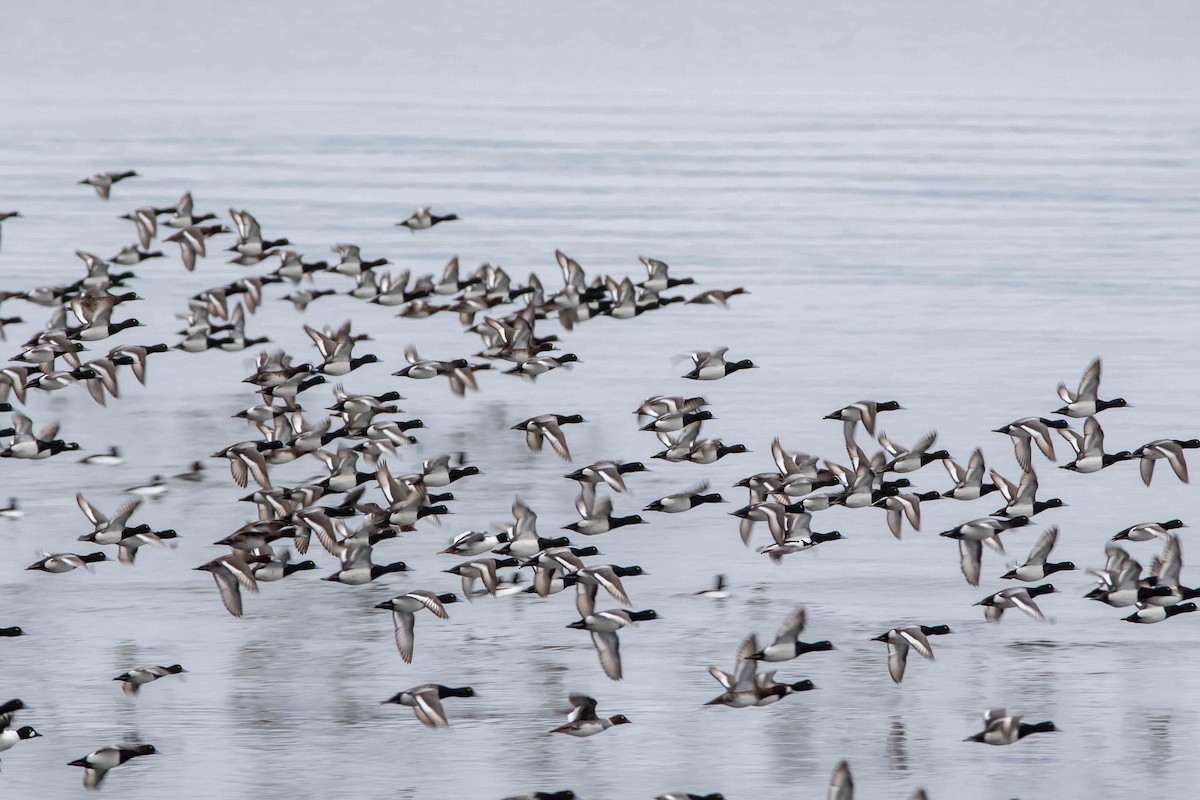 Greater Scaup - Ken Pride