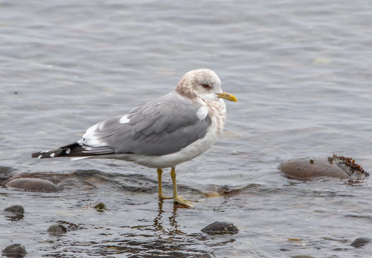 Short-billed Gull - ML428660191