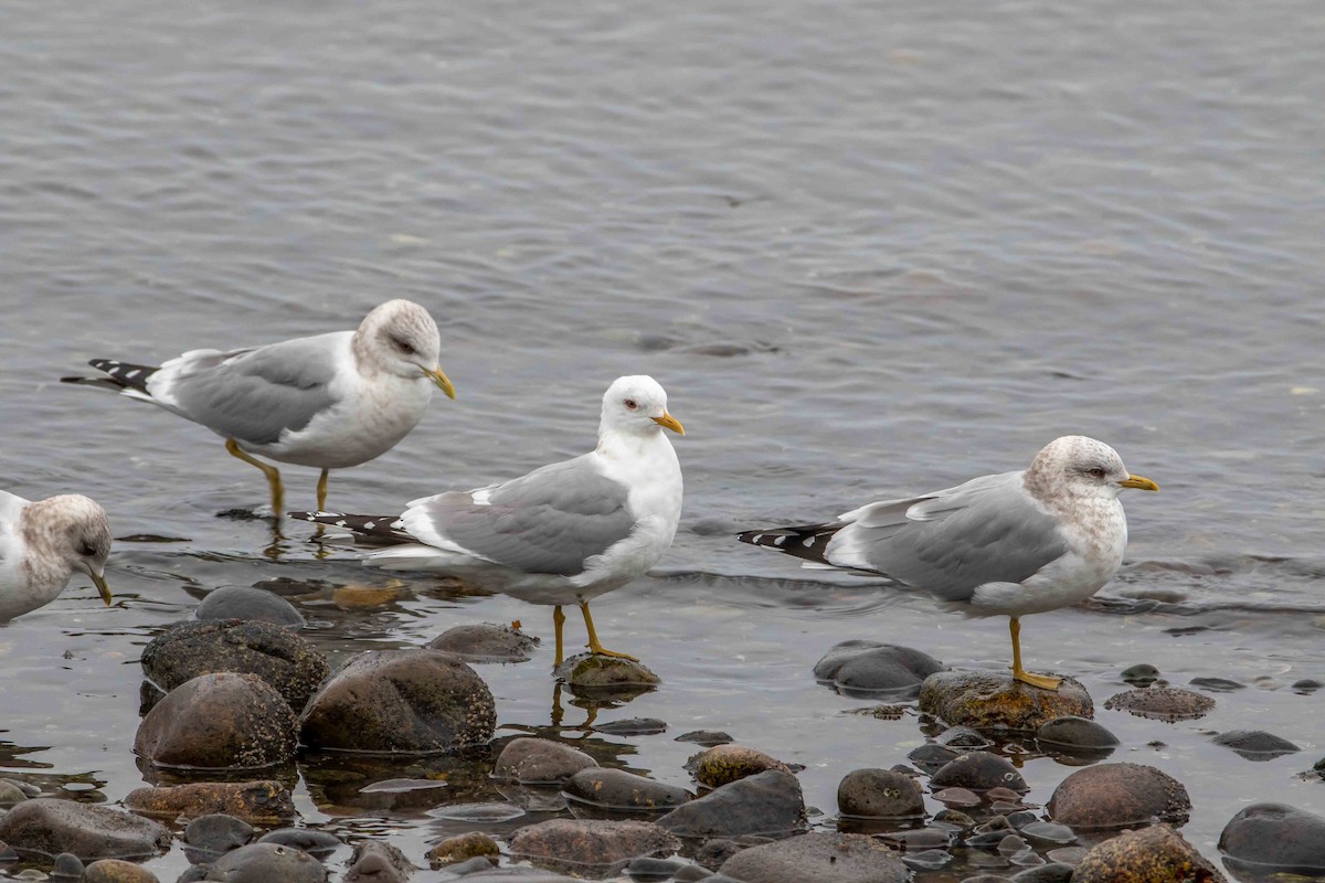 Short-billed Gull - ML428660201