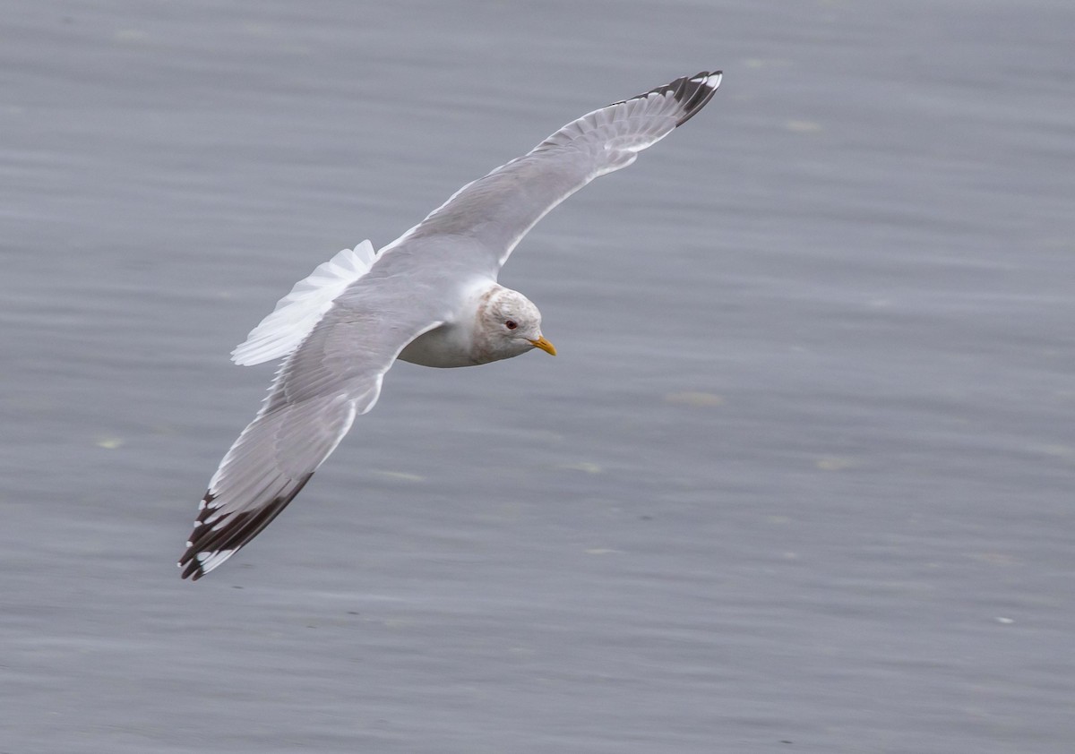 Short-billed Gull - ML428660211