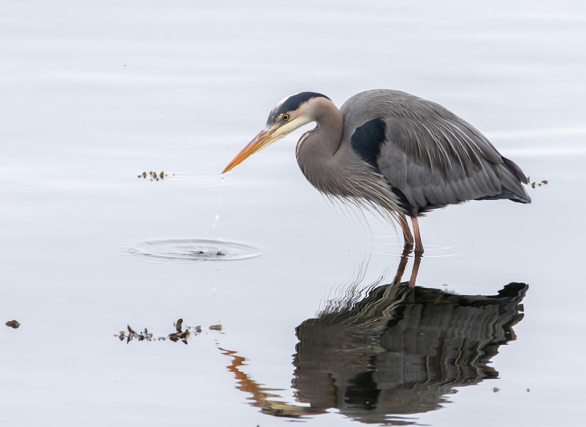 Great Blue Heron - ML428660361