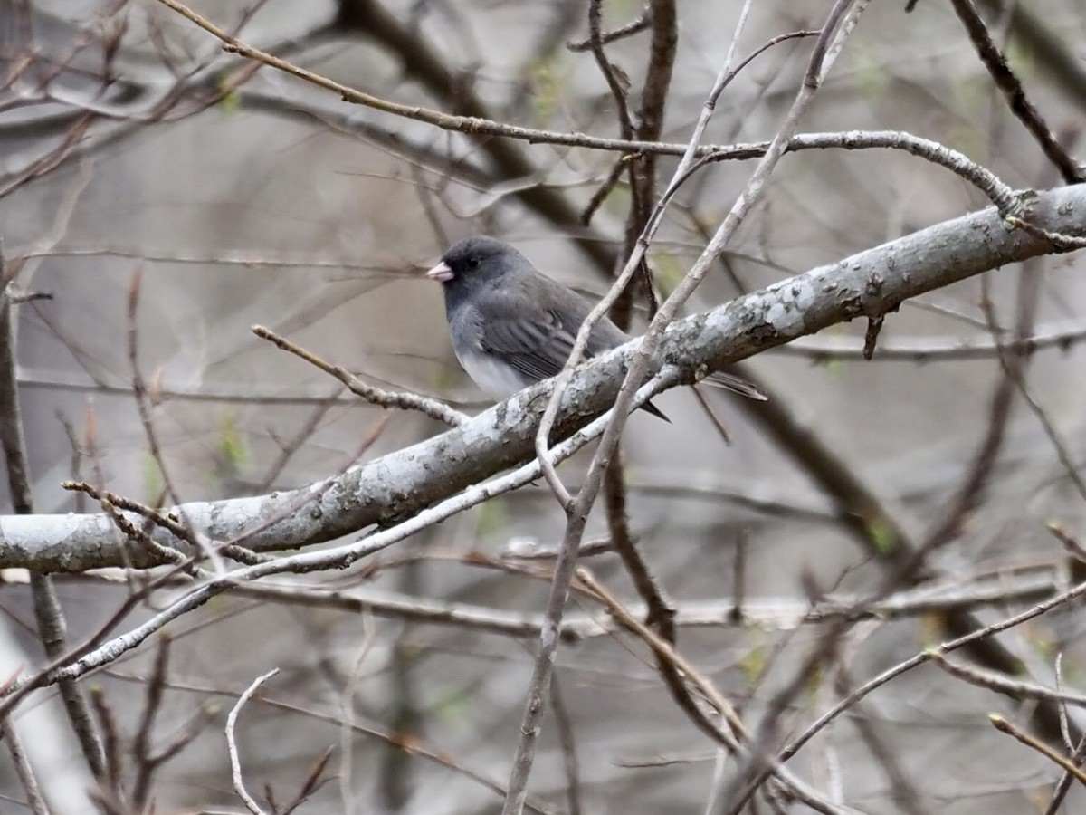Dark-eyed Junco - ML428660621