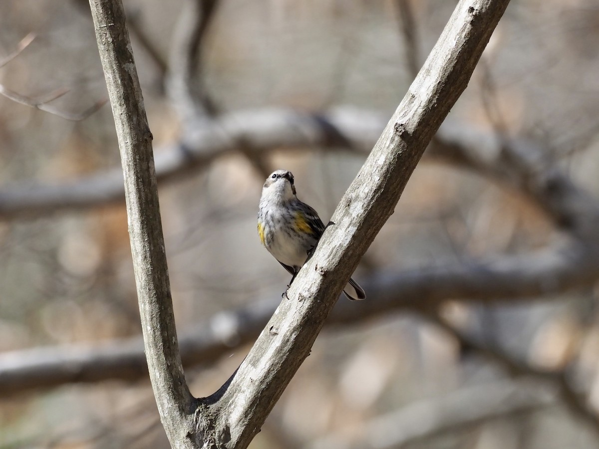 Yellow-rumped Warbler - ML428660841