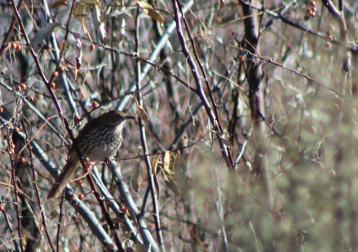 Brown Thrasher - ML42866181