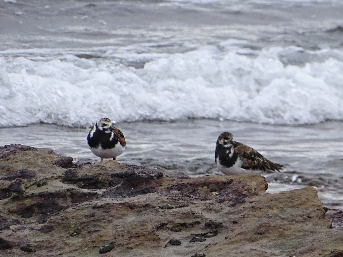 Ruddy Turnstone - ML428661821