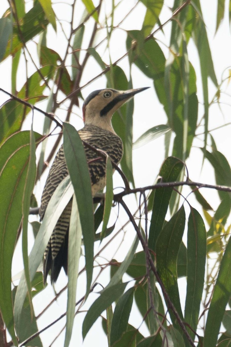 Andean Flicker - ML428664201