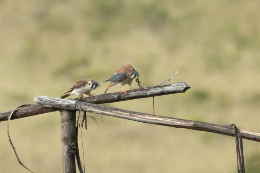 American Kestrel - ML428664241