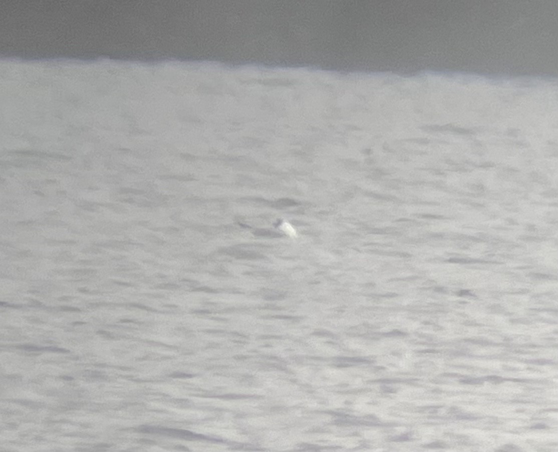 Mouette de Bonaparte - ML428664951