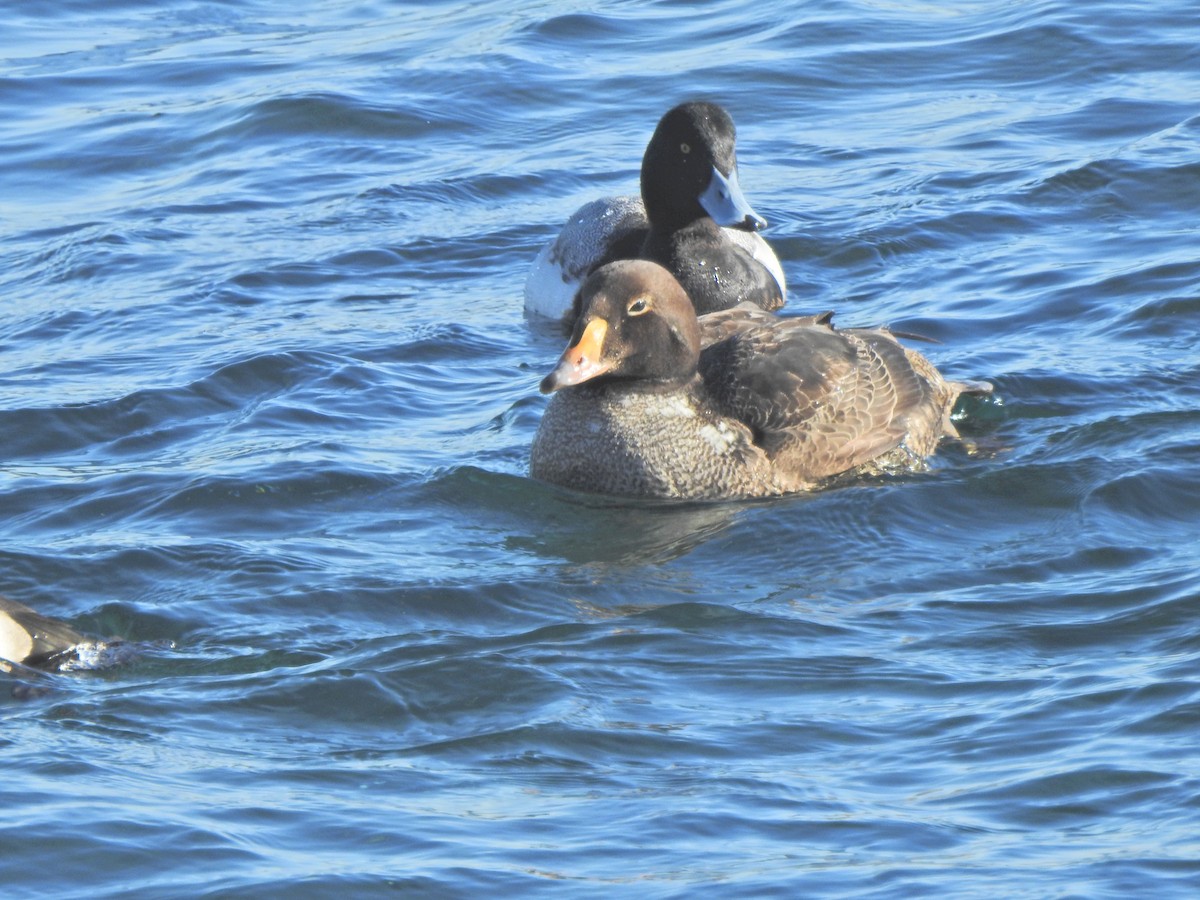 King Eider - ML428665511