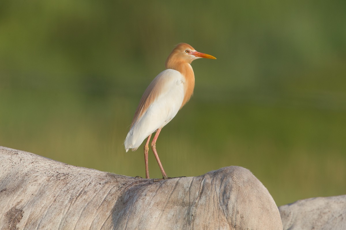 Eastern Cattle-Egret - County Lister Brendan