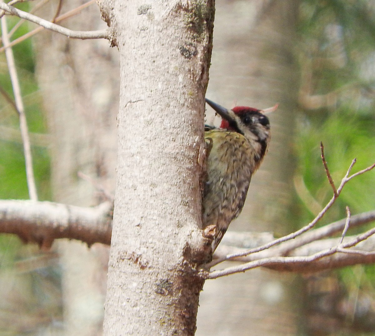 Yellow-bellied Sapsucker - ML428666961