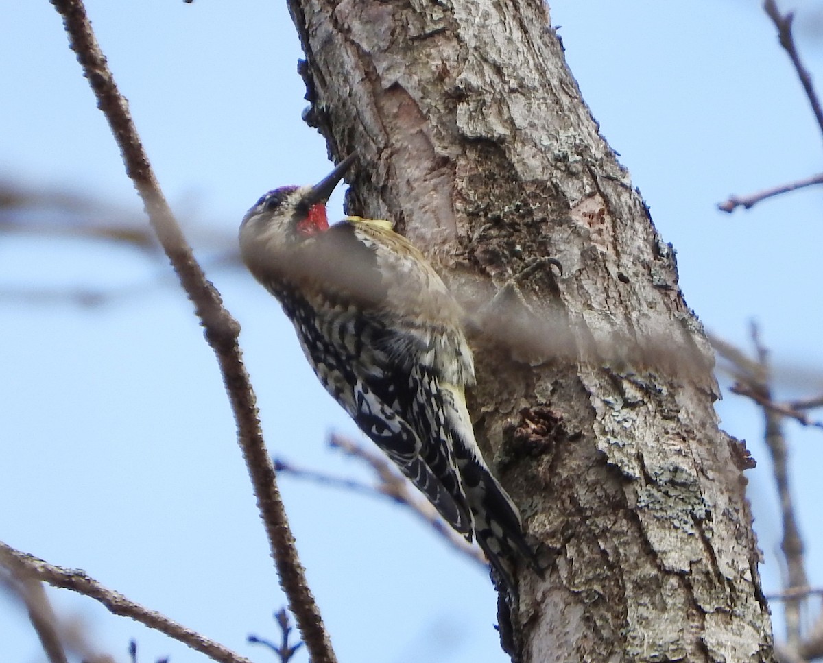 Yellow-bellied Sapsucker - ML428667011