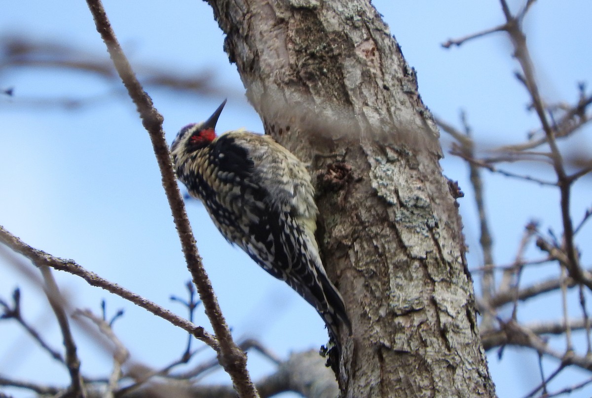 Yellow-bellied Sapsucker - ML428667071