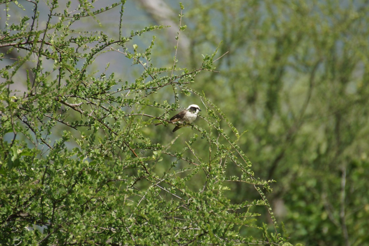 White-browed Sparrow-Weaver - Eric Bischoff