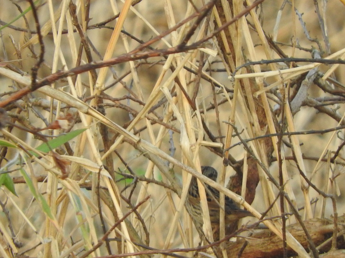 Lincoln's Sparrow - ML428667671