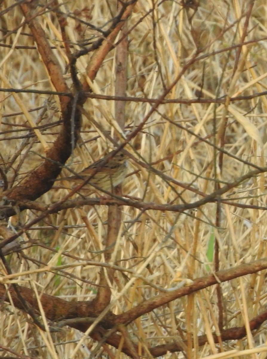 Lincoln's Sparrow - ML428667851