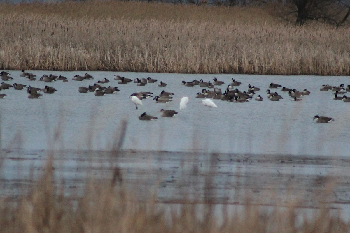 volavka bílá - ML428668881