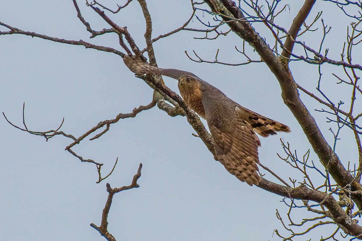 trostehauk - ML428669971