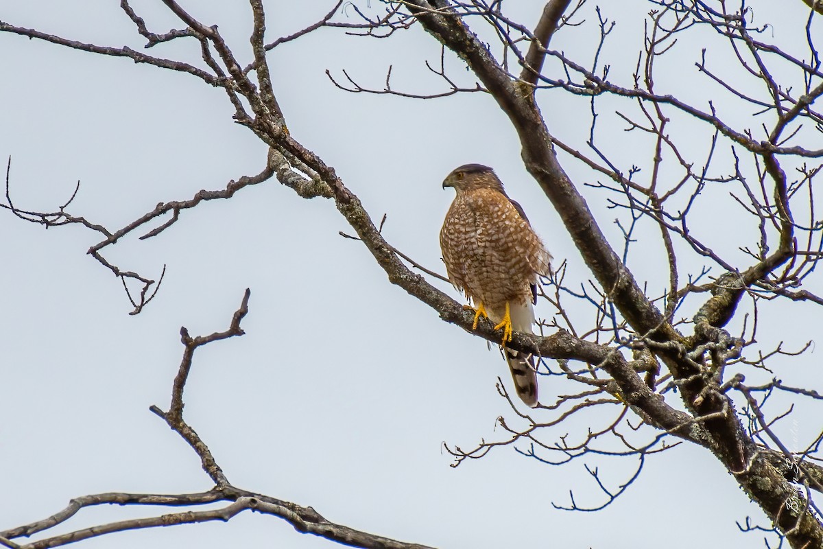 trostehauk - ML428669991