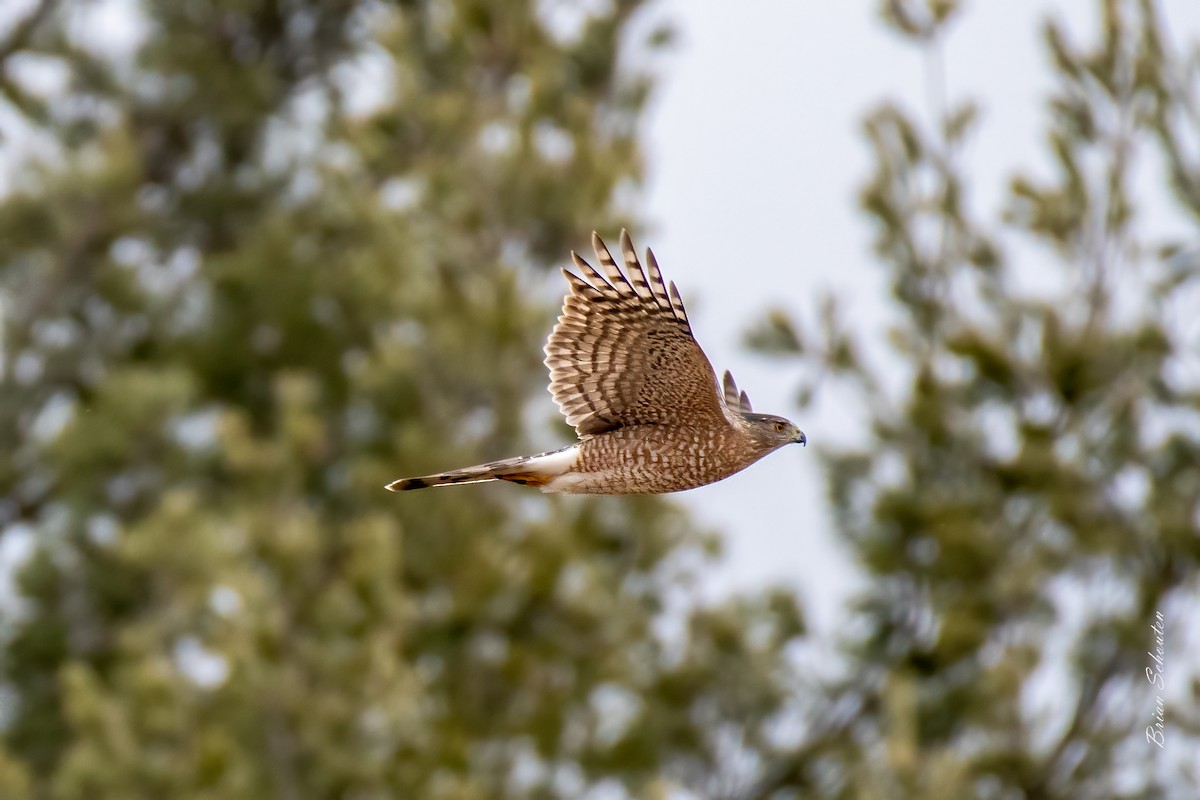 trostehauk - ML428670001