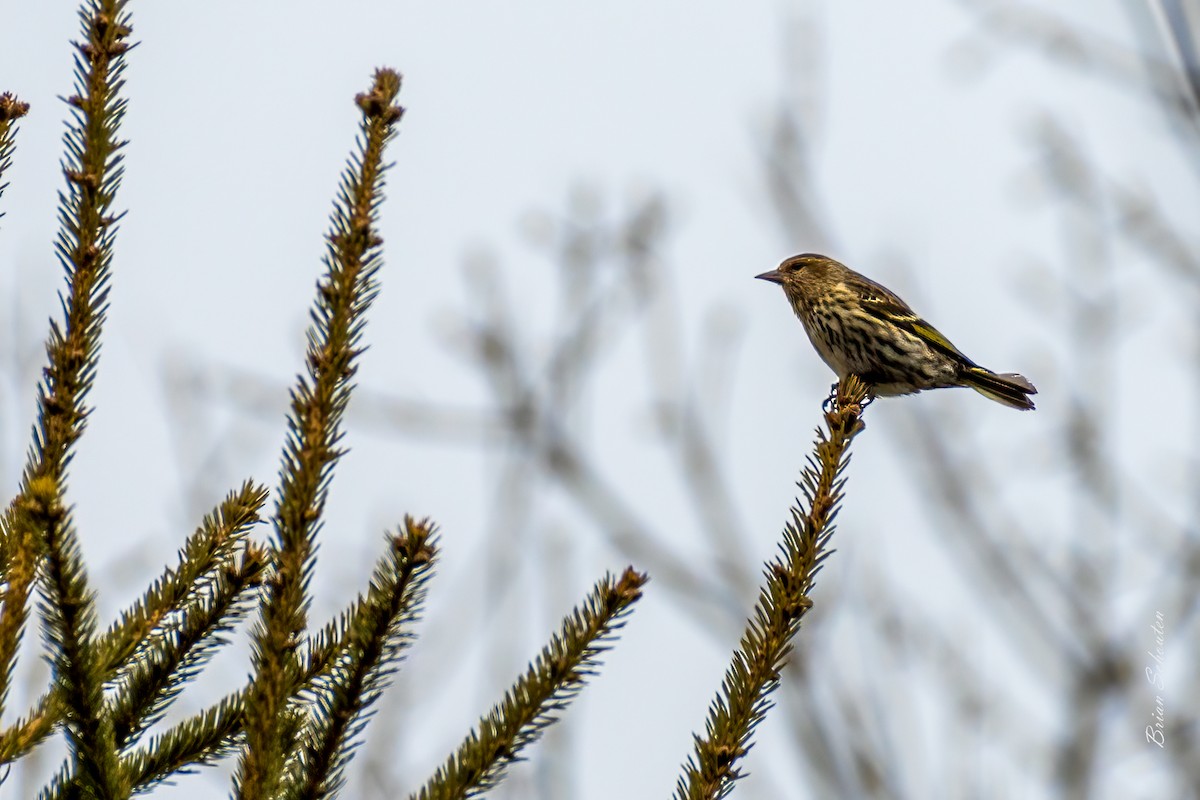 stripesisik - ML428670031