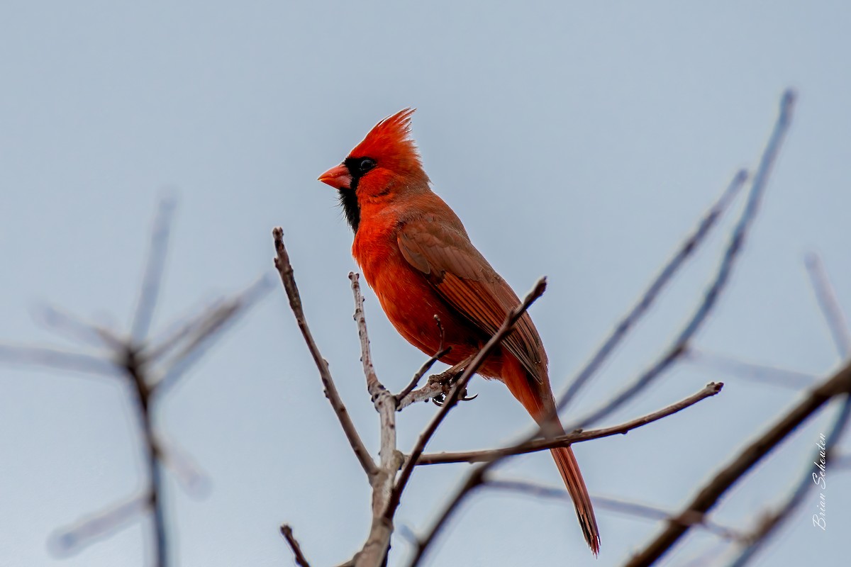 rødkardinal - ML428670051