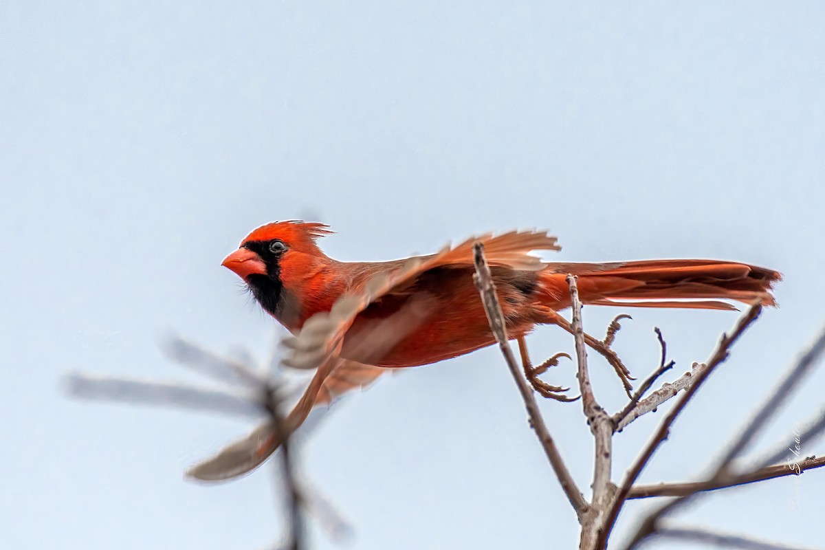 rødkardinal - ML428670061