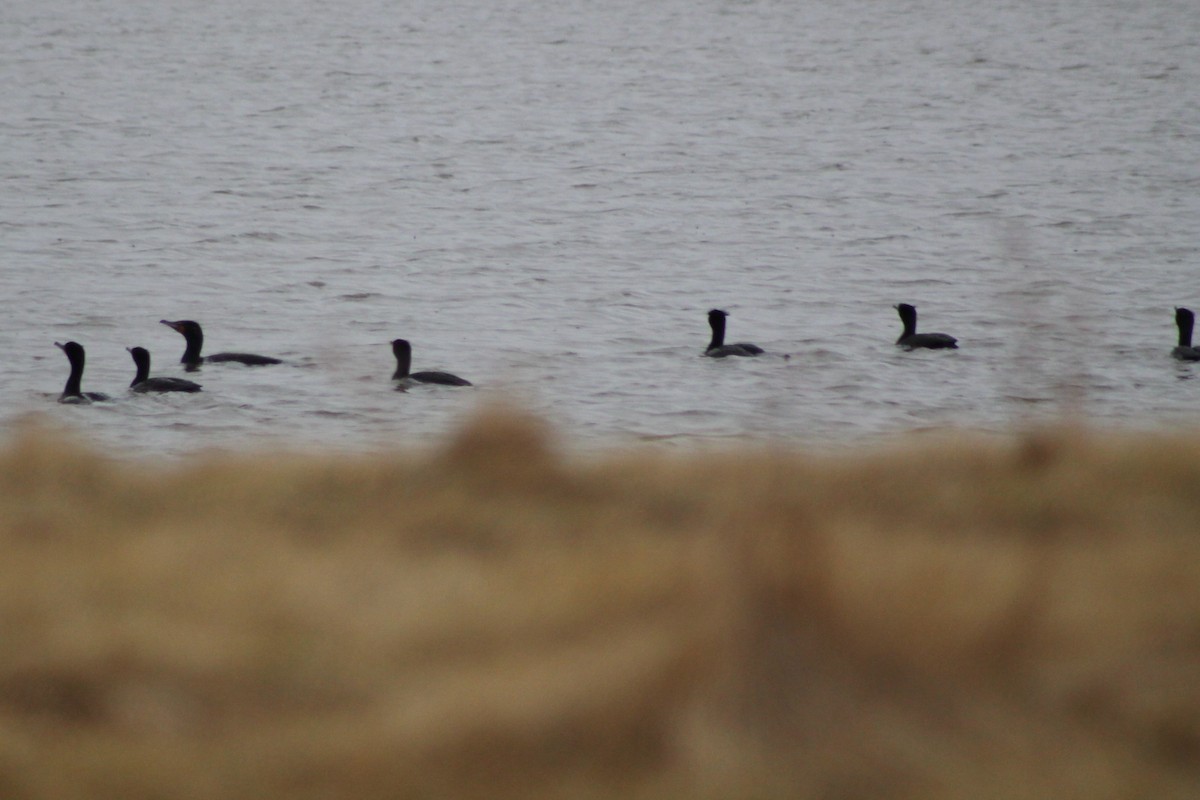 Double-crested Cormorant - ML428670471