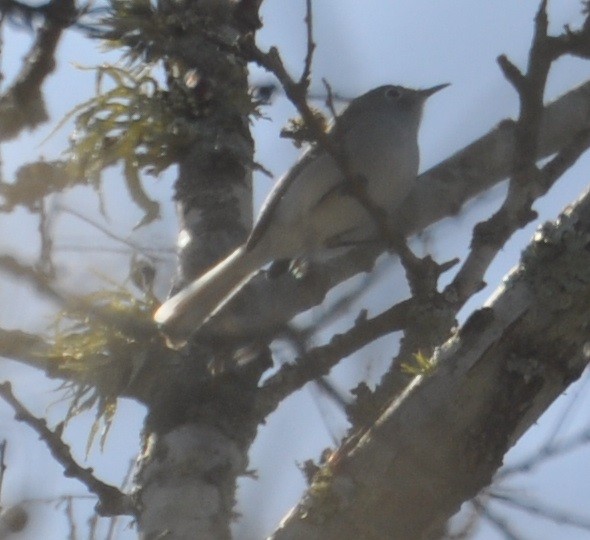 Blue-gray Gnatcatcher - ML428671311