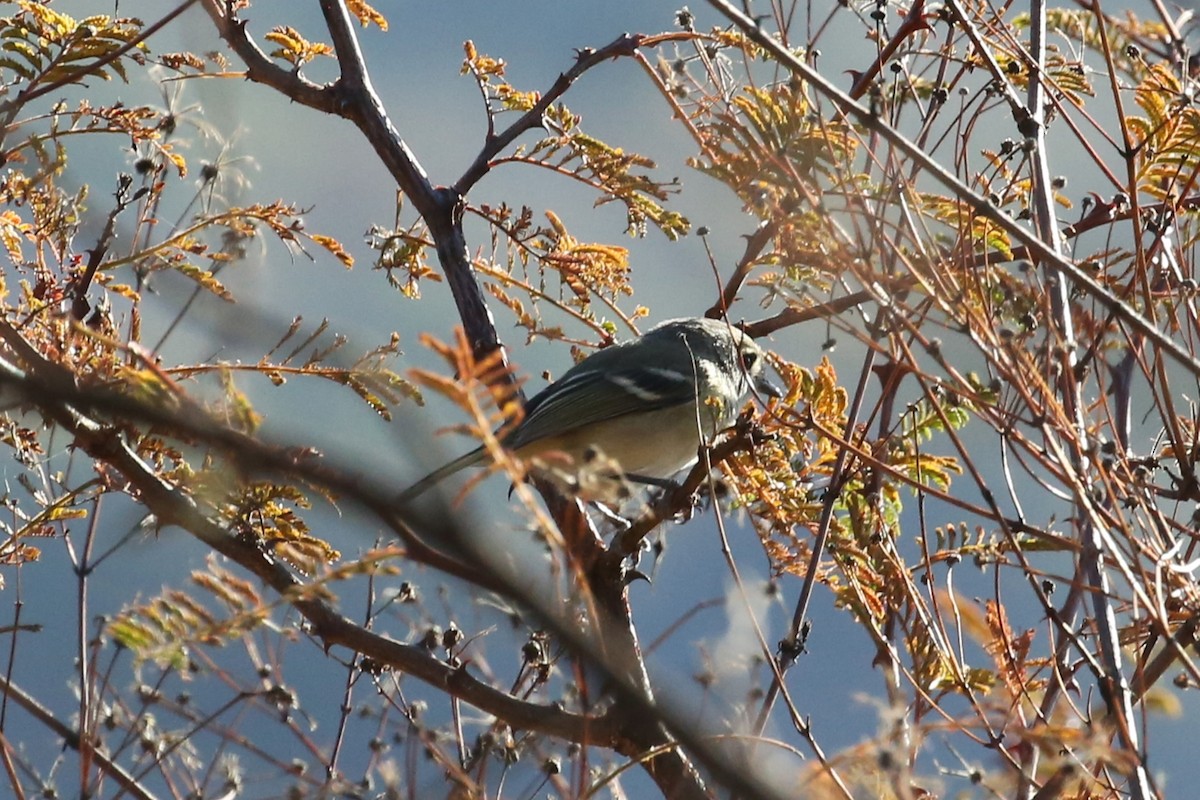 Dwarf Vireo - ML428671741