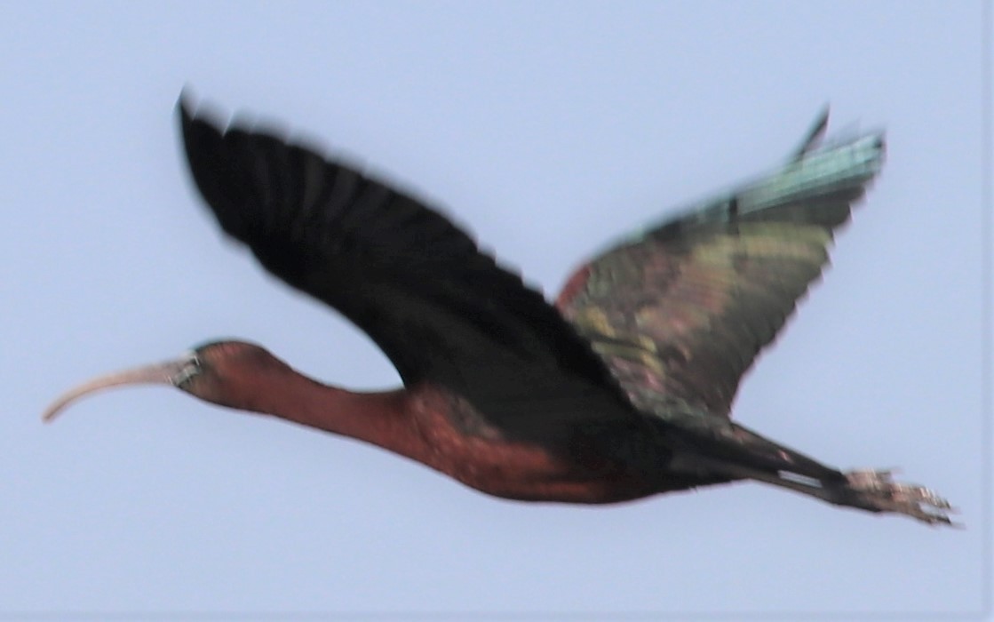 Glossy Ibis - Marcelle Praetorius
