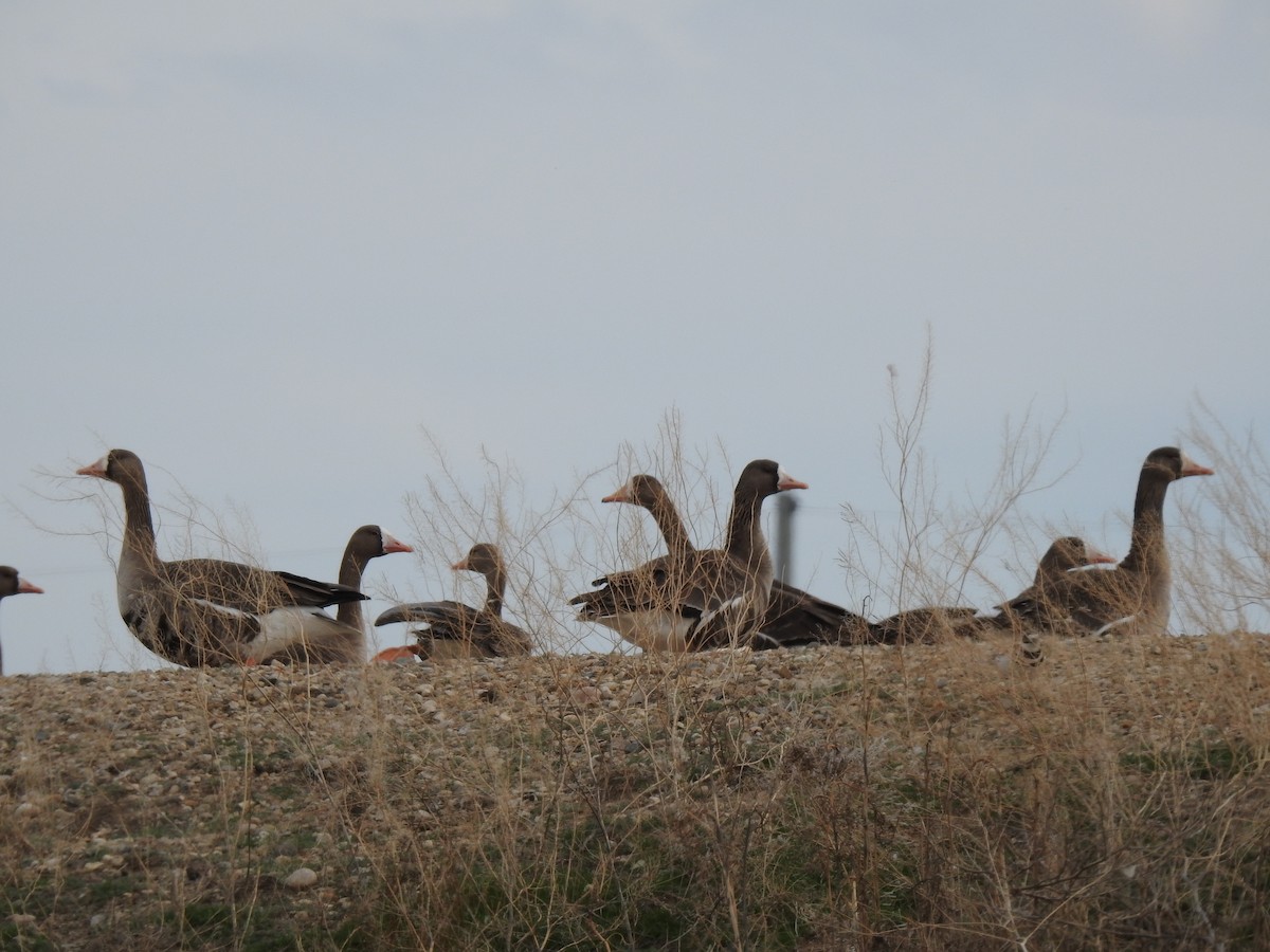 Greater White-fronted Goose - ML428675111