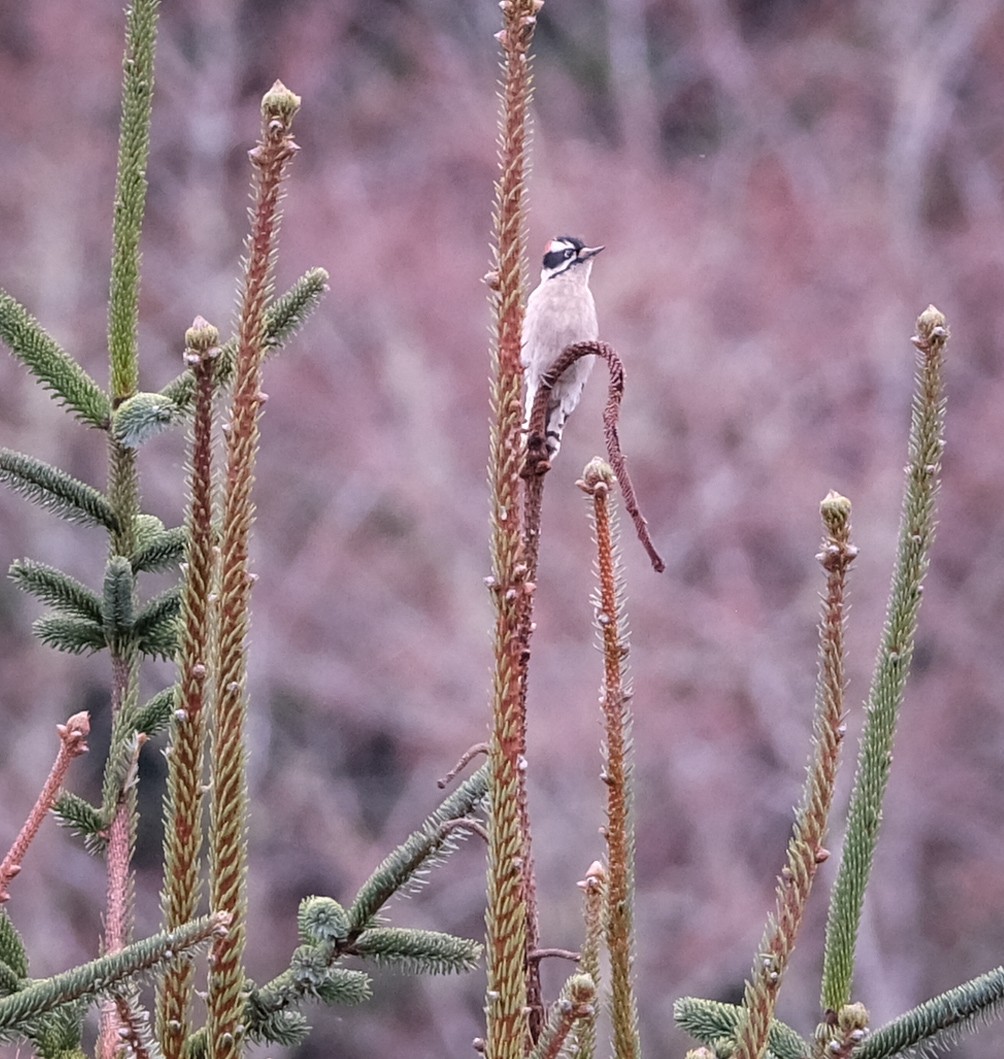 Downy Woodpecker - ML428675321