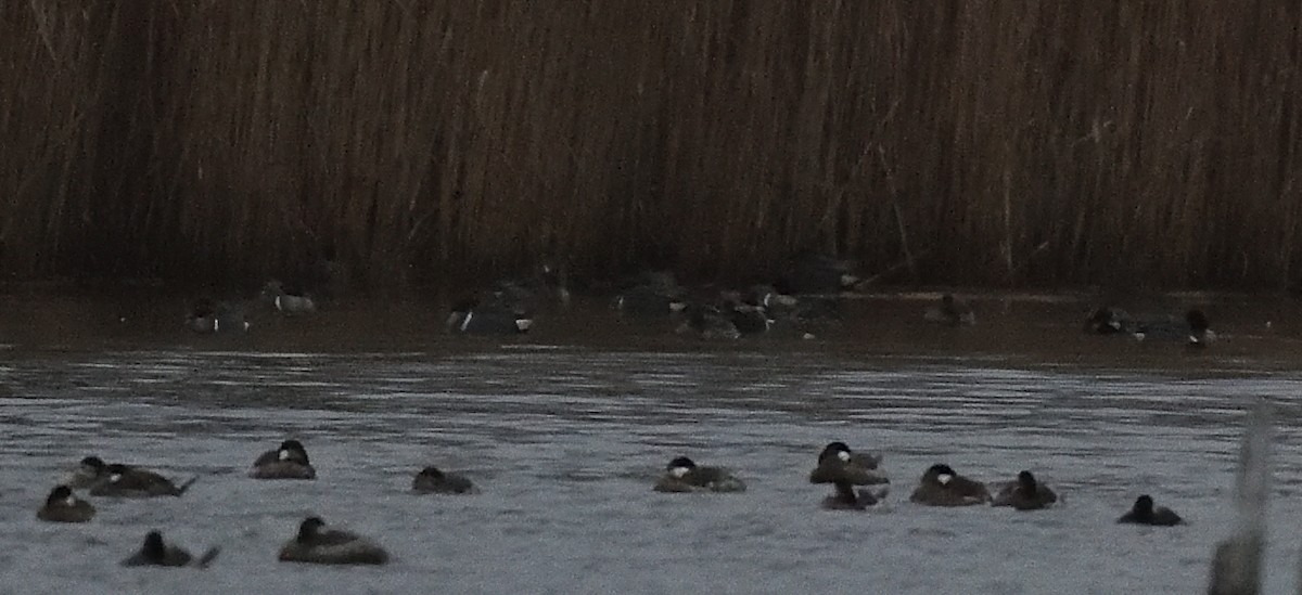 Green-winged Teal - Cesar Castillo